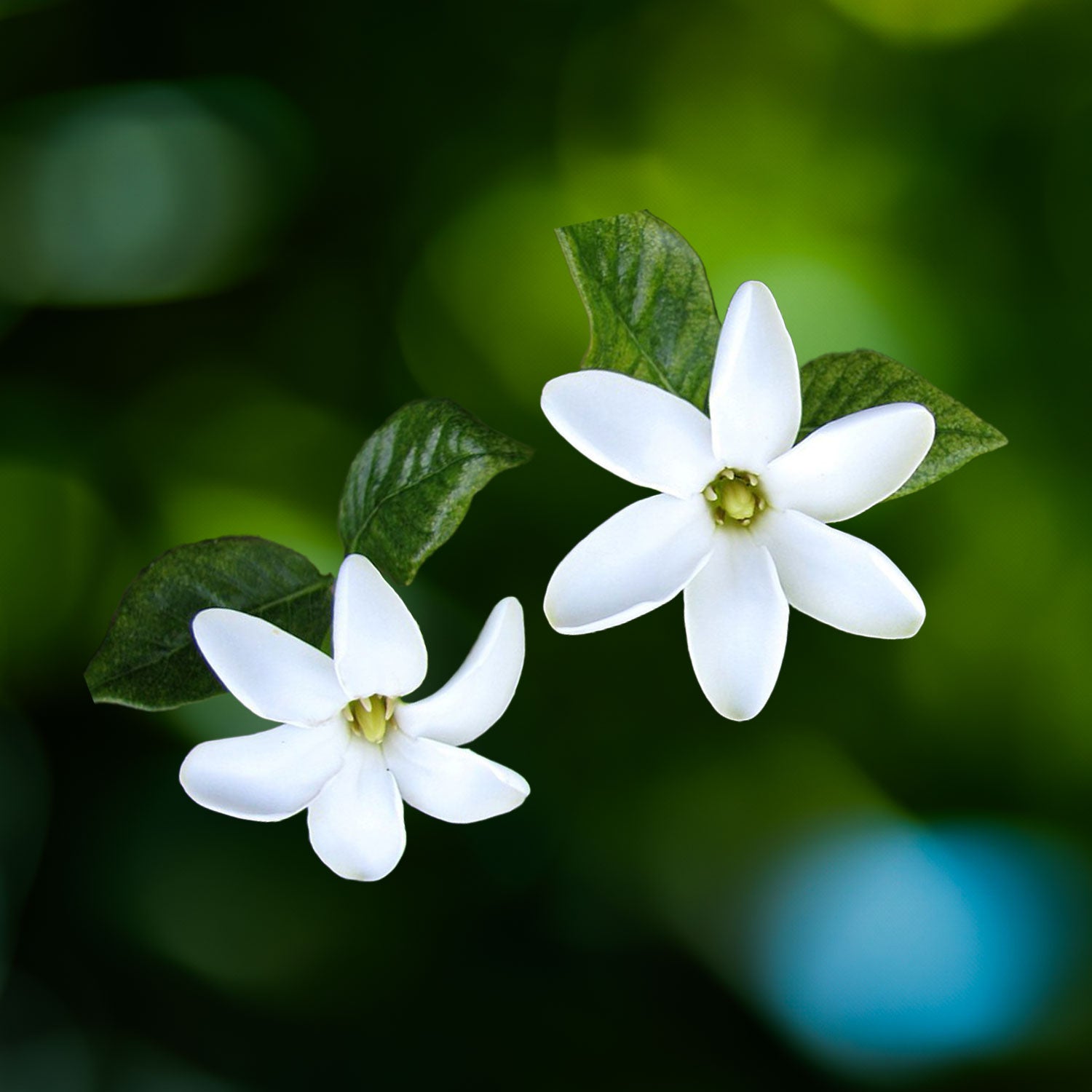 Native Hawaiian Gardeina Nāʻū Flower Gold Enamel Pin