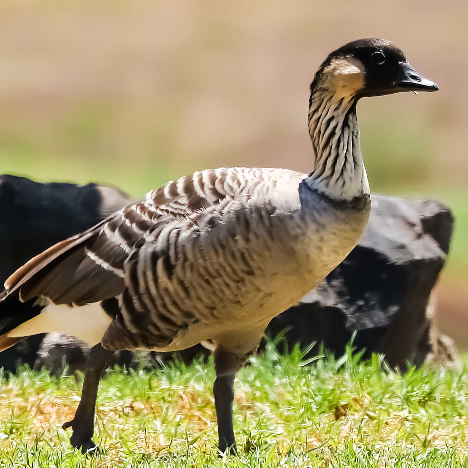 Native Hawaiian Nēnē Goose Gold Enamel Pin