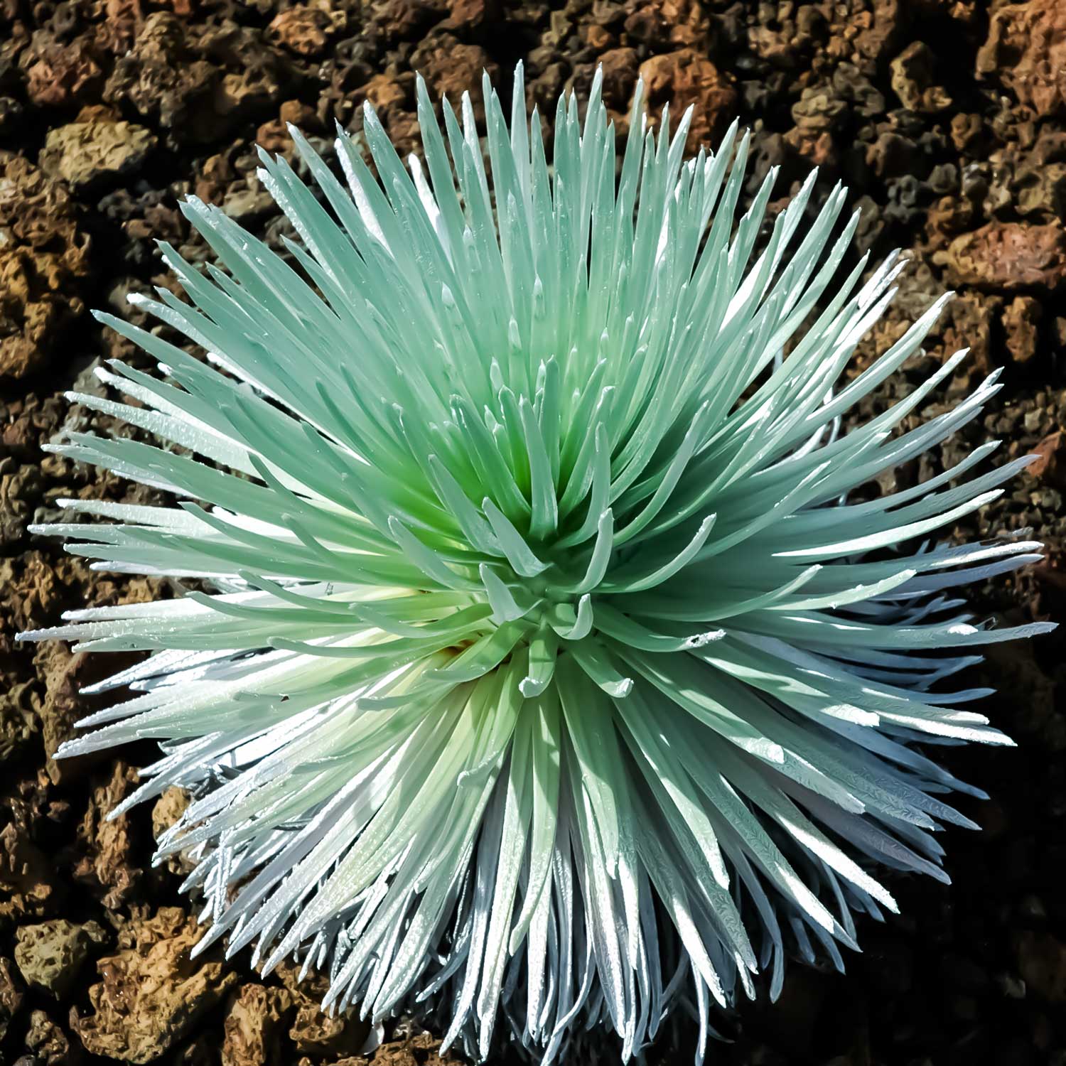 Hawaiian Silversword Āhinahina Silver Enamel Pin