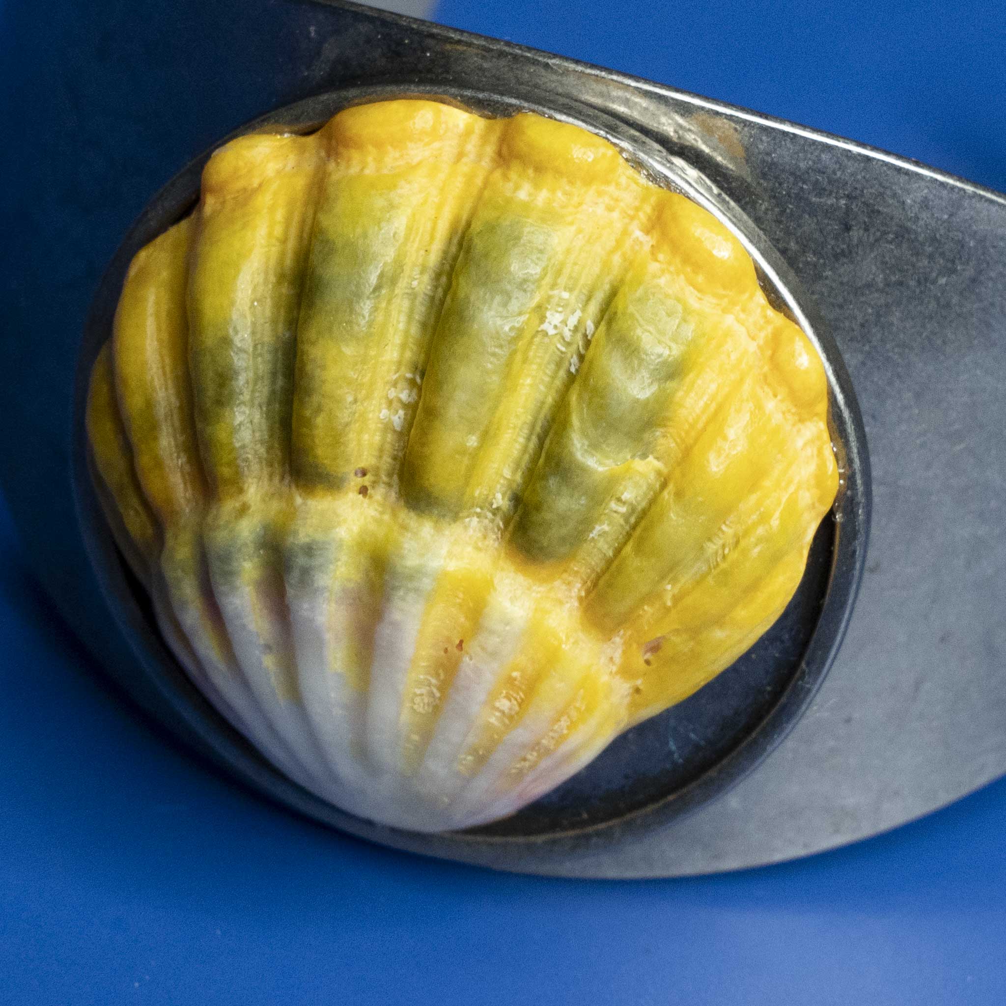 Sunrise Shell Cuff Adjustable Metal Bangle