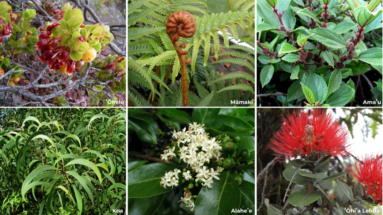 ʻŌhelo! Native Hawaiian Plant Month Takes Bloom 🌱