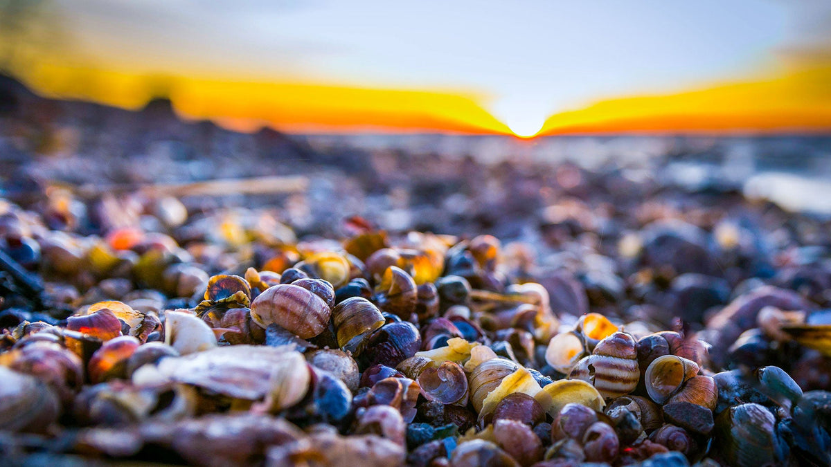Shell Yeah! Let’s Dive Into the History of Hawaiian Seashells – Hawaiiverse