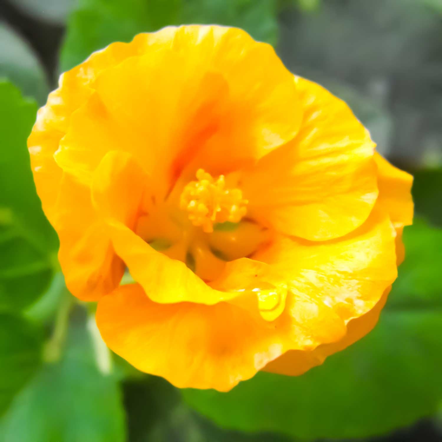 ʻIlima Flower Gold Enamel Pin