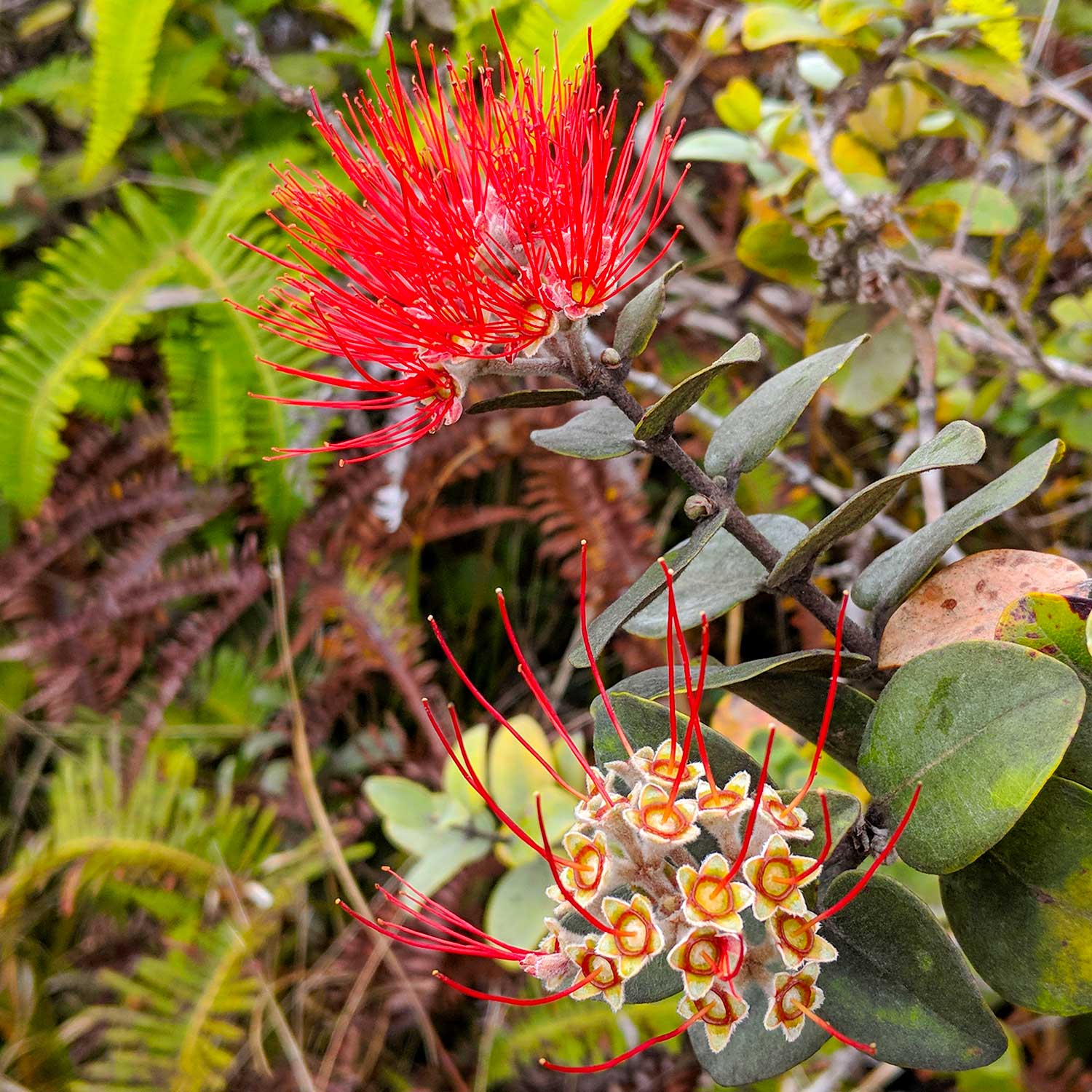 Close-up of a vibrant red Lehua flower with thin, spiky petals and dark green leaves. The background is lush with various green and brown foliage.