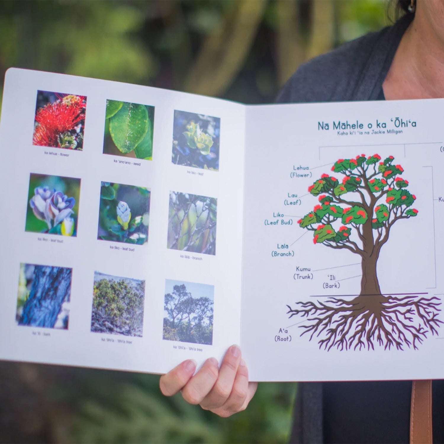 Ka ʻŌhiʻa - Hawaiian Language Board Book