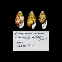 Hawaiian Land Snail Kāhuli Shell Gold Enamel Pin