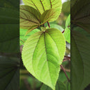 Loose Leaf Māmaki Tea - Mauna Loa Green 2oz